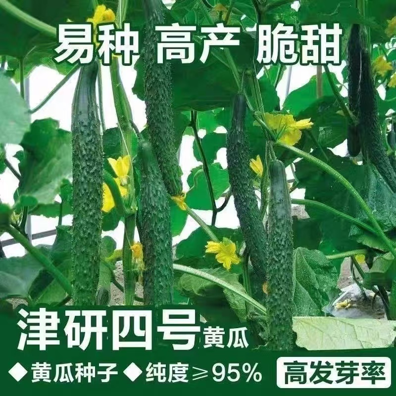 四季津研四号刺黄瓜种子高产易种青瓜黄瓜种子大全绿心黄瓜种子籽