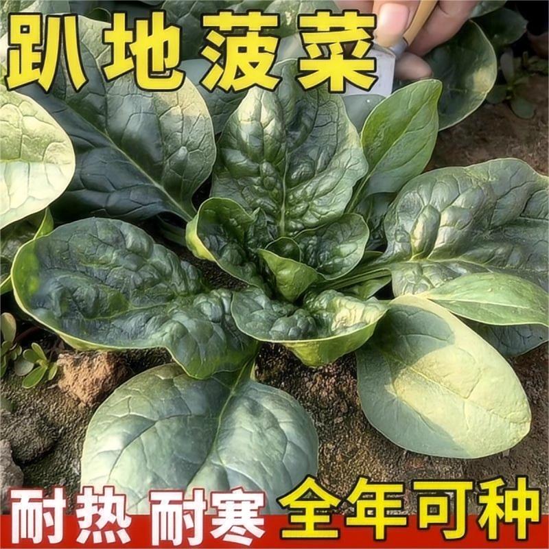 趴地菠菜种子黑园叶菠菜种籽生长速度快耐寒高产越冬蔬菜种子大全