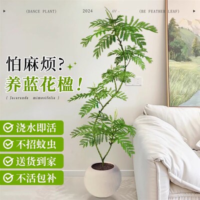 爆款蓝花楹绿植客厅大型盆栽高级感植物室内落地式真花四季好养活