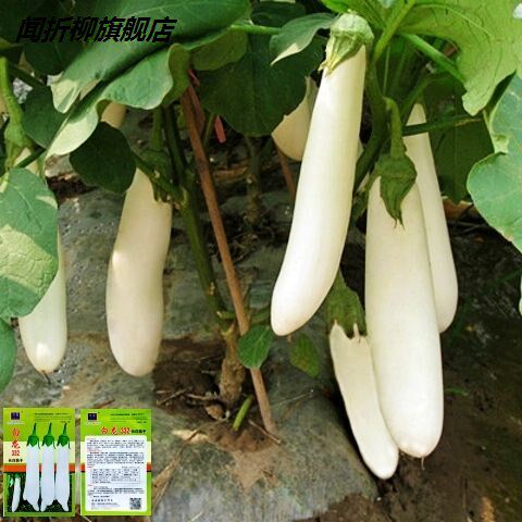 白长茄种籽春秋季公主白茄白茄子种子白皮茄子籽盆栽蔬菜种孑
