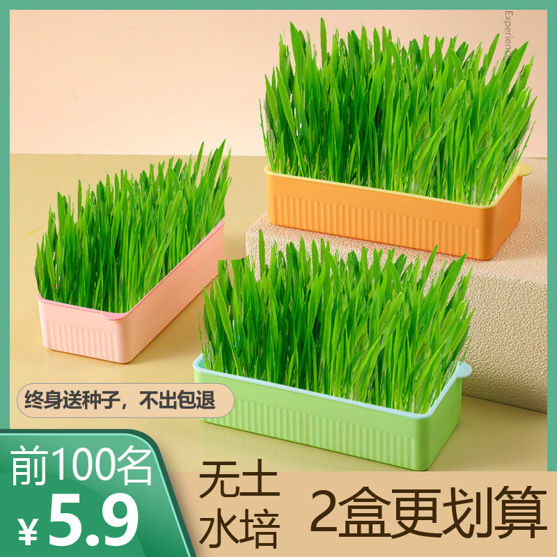 宠物猫草盆栽小麦种植盒无土水培猫草盒化毛零食懒人盆宠物用品