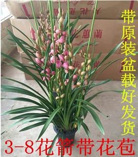 大花蕙兰兰花苗带花苞办公室内盆栽盆景绿植花卉虎头兰春节鲜花