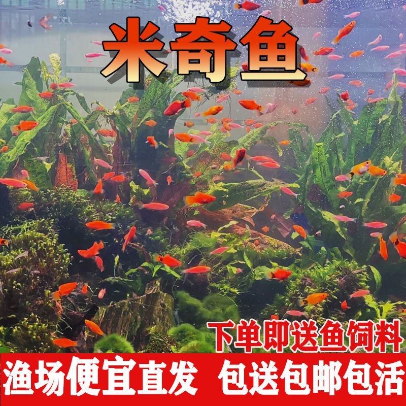 不打氧米奇魚耐活冷水魚小魚活水草淡水魚好養(yǎng)活耐養(yǎng)寵物魚懶人