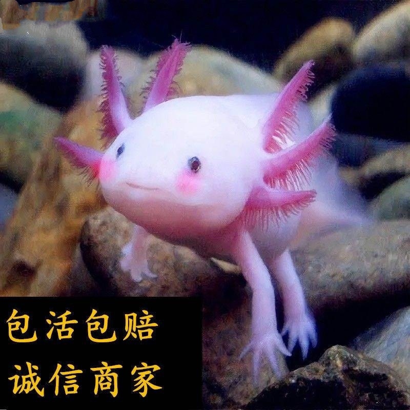 清道夫魚苗打掃衛(wèi)生吃糞的魚小型耐活冷水垃圾清潔工好養(yǎng)觀賞斑馬