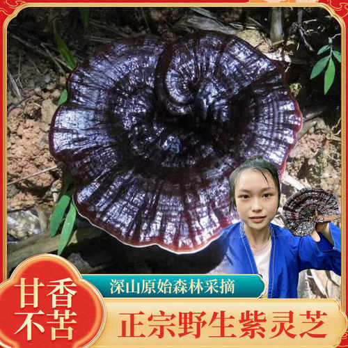 野生灵芝煲汤紫灵芝泡酒