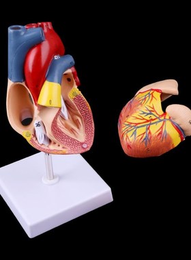 Disassembled Anatomical Human Heart Model Anatomy Medical Te