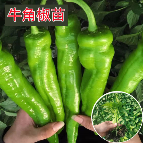 牛角椒苗四季特大辣椒苗高产尖椒