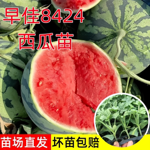 早佳8424西瓜苗秧冰糖麒麟西瓜种籽懒汉无籽嫁接西瓜苗阳台盆栽苗