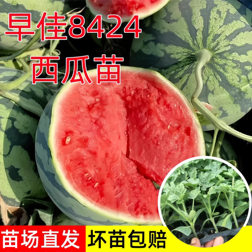 早佳8424西瓜苗无籽四季阳台盆栽
