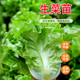 生菜苗种四季 速生菜种子意大利生菜秧苗紫叶奶油阳台种植盆栽苗籽