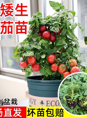 红色矮生番茄苗迷你小西红柿秧黄樱桃圣女果苗四季观赏阳台盆栽苗