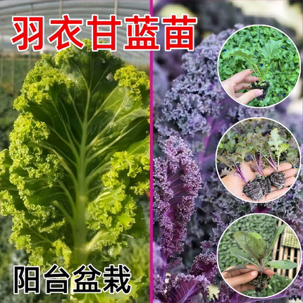 绿羽衣甘蓝苗观赏食用紫羽衣甘蓝苗秧耐寒秋冬季南方种阳台盆栽苗