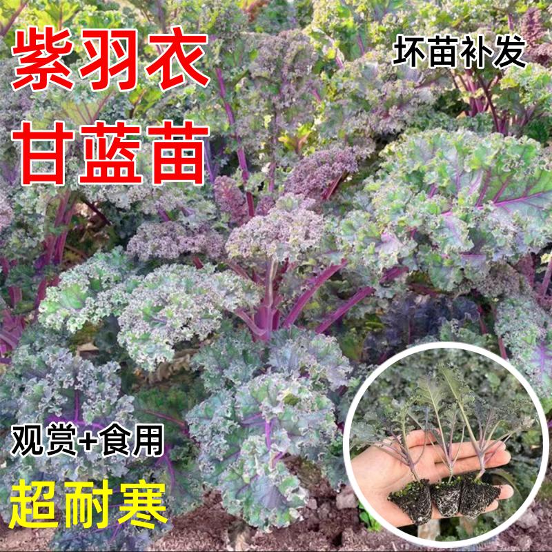 紫羽衣甘蓝苗秧带土球食用观赏绿羽衣甘蓝种子阳台盆栽四季南方种图片
