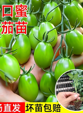 青口蜜小番茄苗秧苗绿色圣女果苗四季阳台种盆栽苗春季蔬菜水果苗