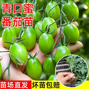 青口蜜小番茄苗秧苗绿色圣女果苗四季 蔬菜水果苗 阳台种盆栽苗春季