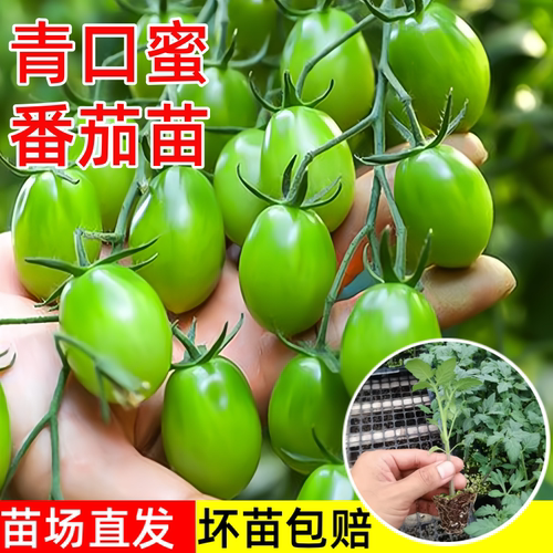 青口蜜小番茄苗秧苗四季阳台盆栽