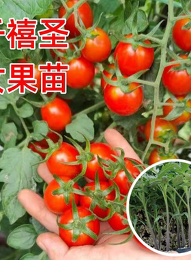 千禧圣女果苗秧瀑布小番茄苗樱桃西红柿苗矮生黄色四季盆栽蔬菜苗