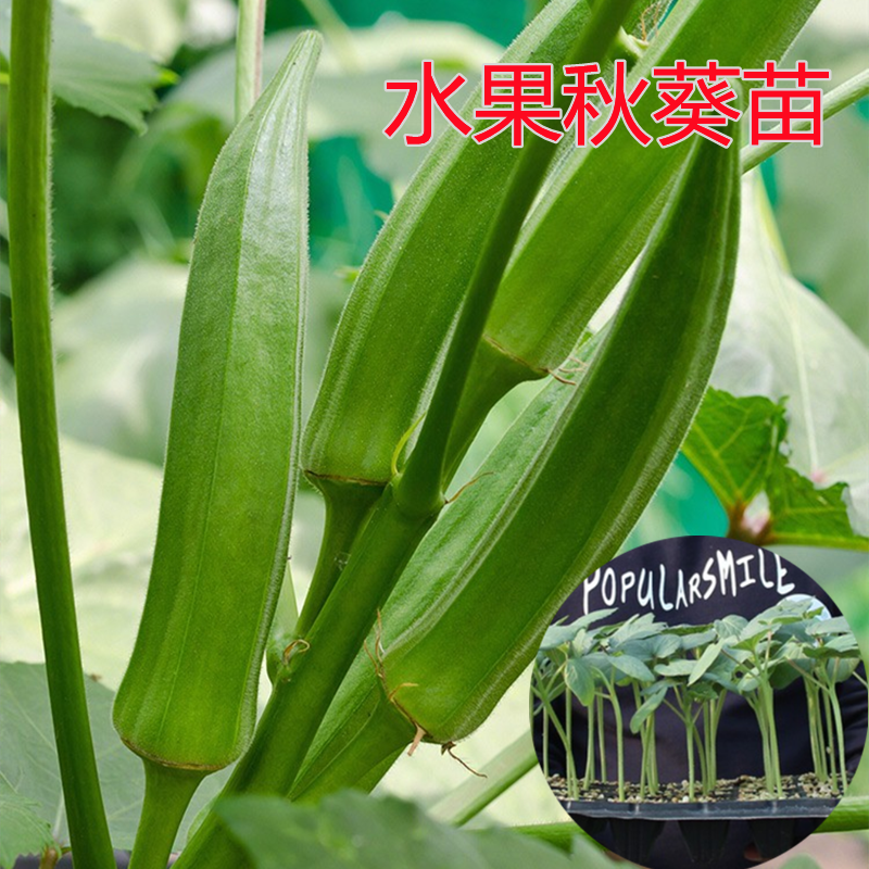 黄秋葵苗水果秋葵秧苗家庭阳台种植春夏四季播绿植物盆栽蔬菜苗孑 鲜花速递/花卉仿真/绿植园艺 家庭园艺种子 原图主图