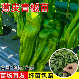 薄皮青椒苗秧苗香辣薄皮椒青椒种籽四季 阳台盆栽蔬菜苗辣椒苗种孑