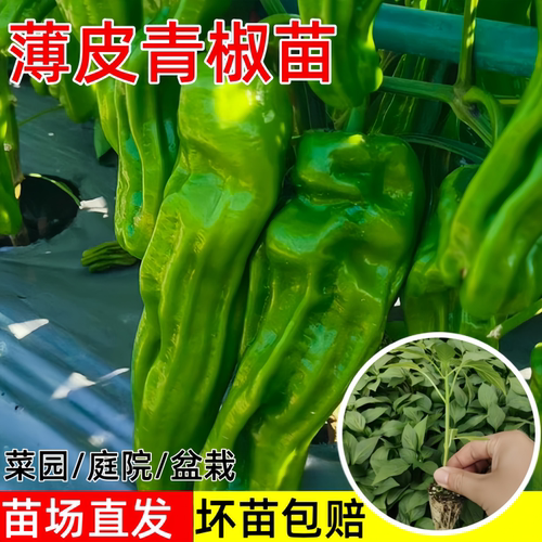 薄皮青椒苗秧苗香辣薄皮椒青椒种籽四季阳台盆栽蔬菜苗辣椒苗种孑