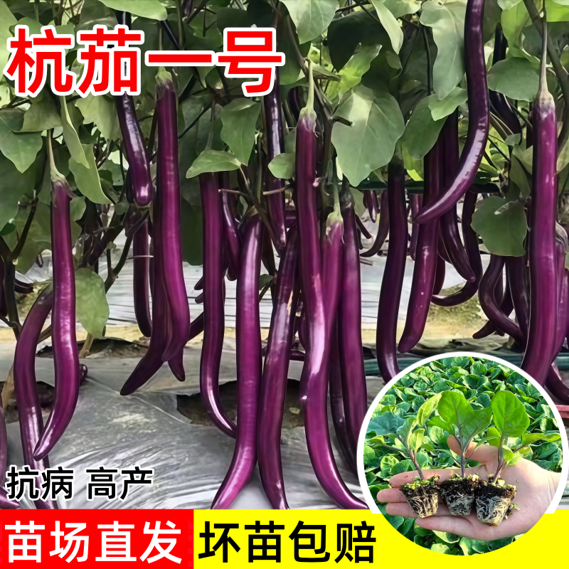 杭茄一号线茄子苗紫长茄春季菜苗