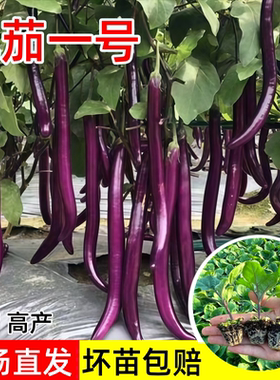 杭茄一号线茄子苗特大紫红长茄苗黑色圆茄幼苗绿罐茄王四季蔬菜苗
