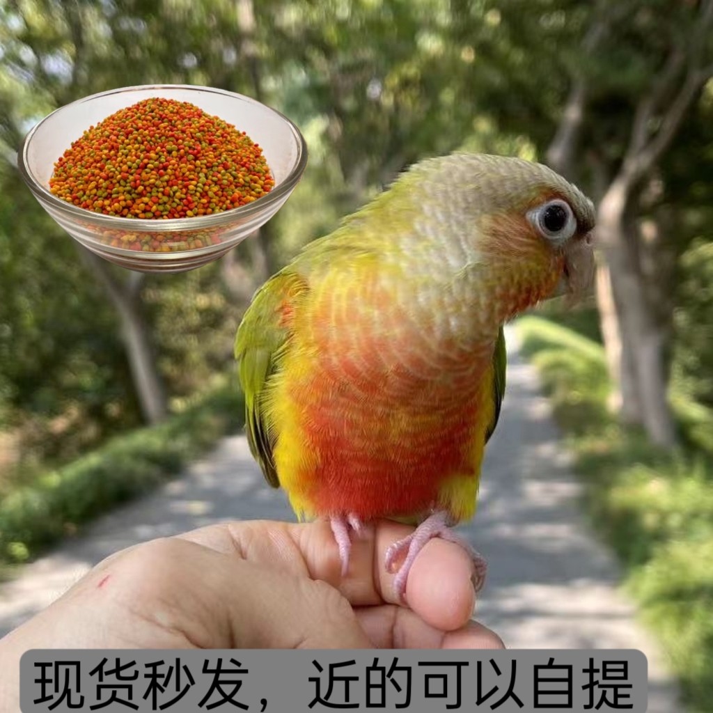 小太阳鹦鹅活鸟黄边凤梨肉桂蓝化和尚幼鸟带标识专用半毛雏鸟奶粉