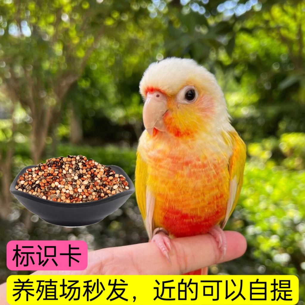 小太阳黄边凤梨肉桂绿颊蓝化和尚幼鸟专用奶粉混合粮蛋带标识小米