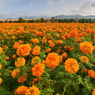 万寿菊种子菊花种子四季 播种易活臭芙蓉花种籽子驱蚊庭院室外盆栽