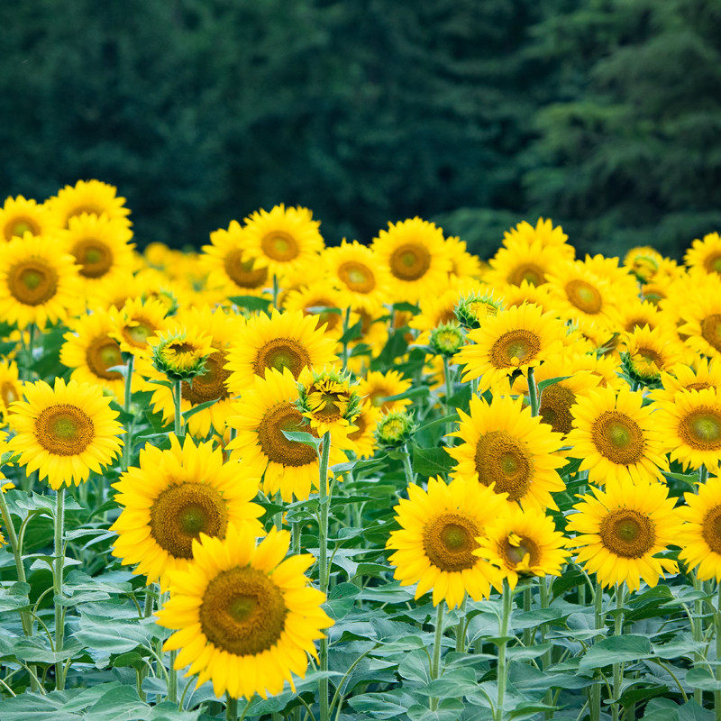 向日葵种子观赏易活夏秋开花室外