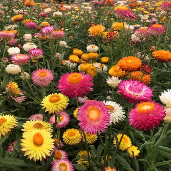 麦秆菊花种籽子四季播种开花不断室外户外庭院蜡菊种籽子脆菊种子