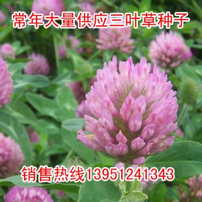净籽红三叶草种子 白三叶草种子籽种 四季青草坪种子牧草种子