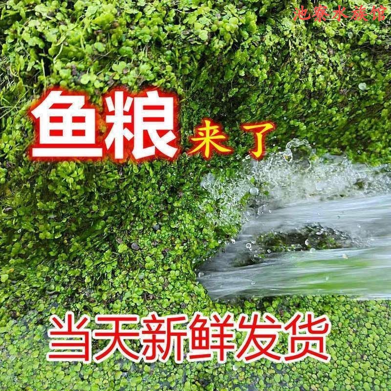 芝麻浮萍水草鱼缸净化水质鱼饲料