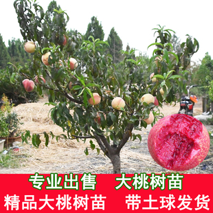 特大桃树果苗带土嫁接水蜜桃冬桃黄油桃盆栽地栽南北方种耐寒果树