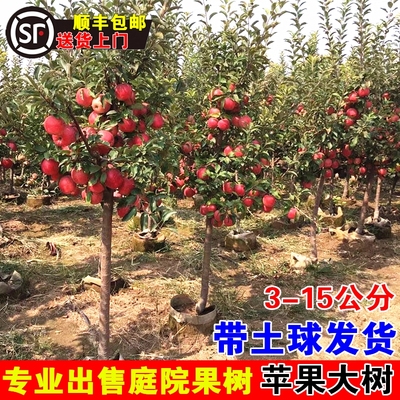 苹果树果苗红富士冰糖心脆甜苹果
