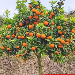 无籽沙糖橘苗橘子树砂糖橘树苗盆栽地栽桔子树苗南方果树橘子苗树