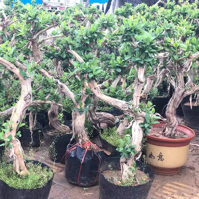 金银花老桩食用药用北花一号庭院种植