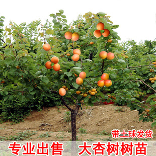 杏树树苗特大嫁接早熟甜杏子盆栽地栽庭院南方北方种植当年结果苗