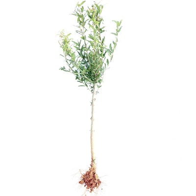 批量定制专拍桃树石榴树柿子树枣树樱桃树苹果树梨树各种果树