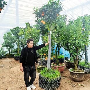 脐橙树果苗带果带土砂糖橘树柚子特大金桔橙子树四季高杆庭院果树