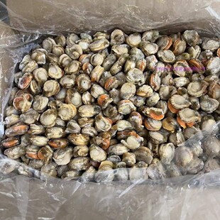 冻煮裙边贝 冷冻小扇贝肉 40/60 海鲜贝肉 辣卤小吃辣炒用10kg/件