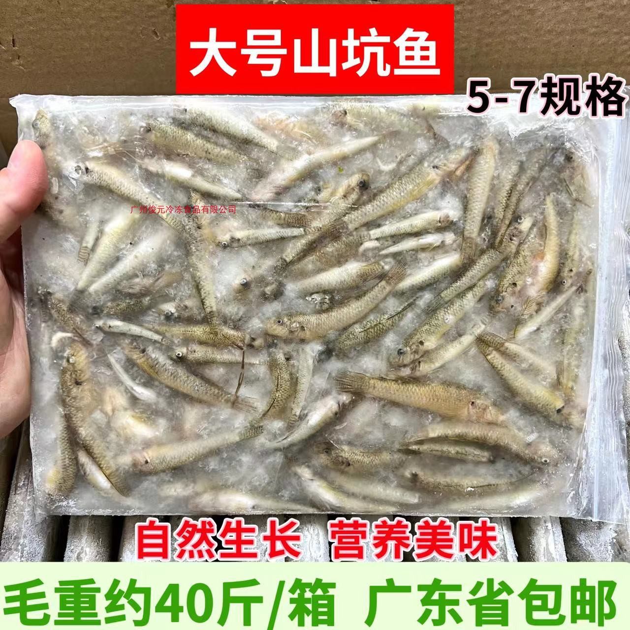 大号山坑鱼淡水无盐新鲜小河鱼小石斑鱼油炸香煎小鱼仔商用 40斤