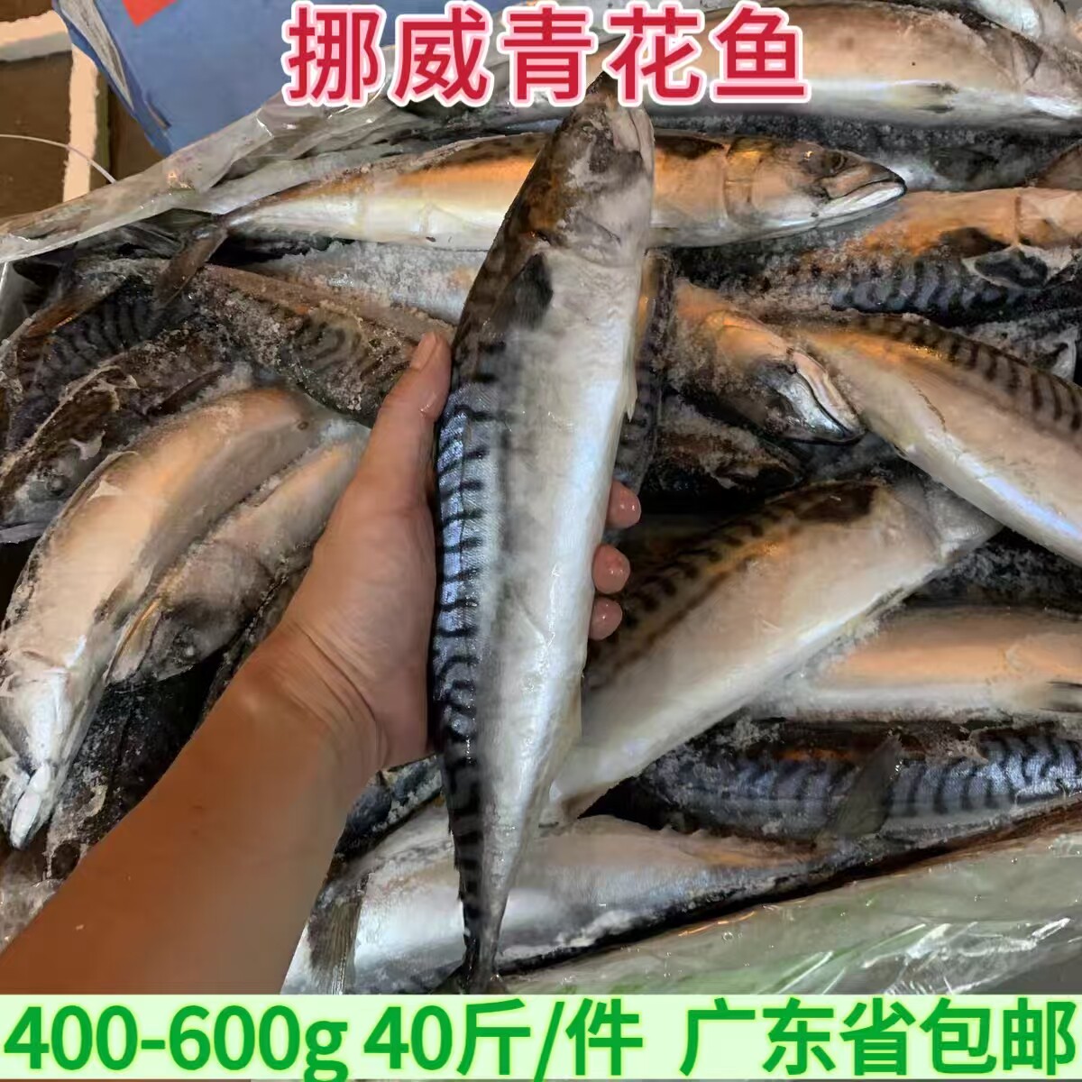 挪威青花鱼 400-600克40斤/件 挪威原条青花鱼醋青鱼