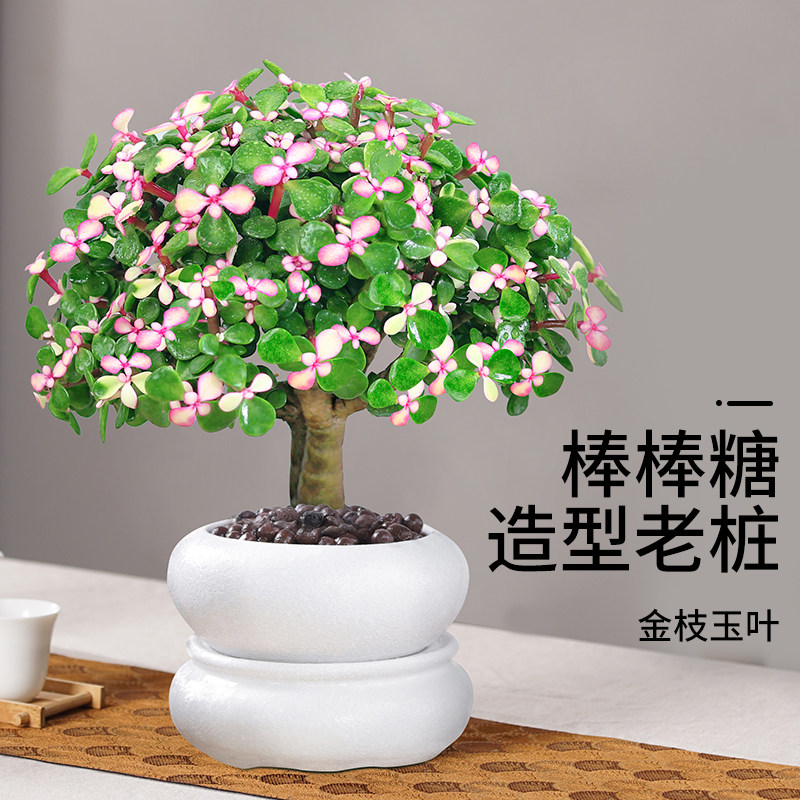 金枝玉叶盆栽多肉绿植图片