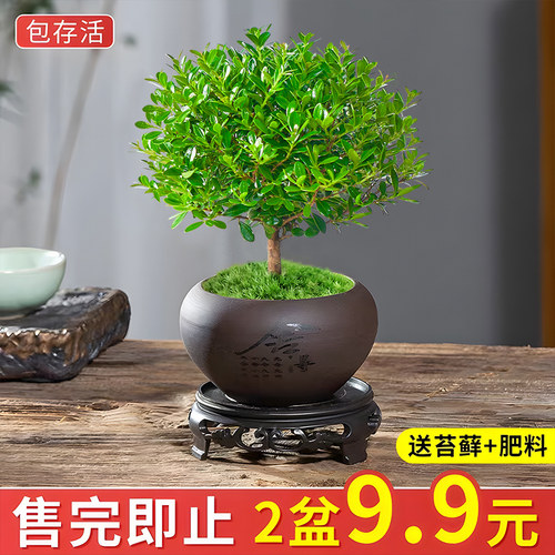 小叶赤楠老桩苗紫檀微景观水培办公室四季好