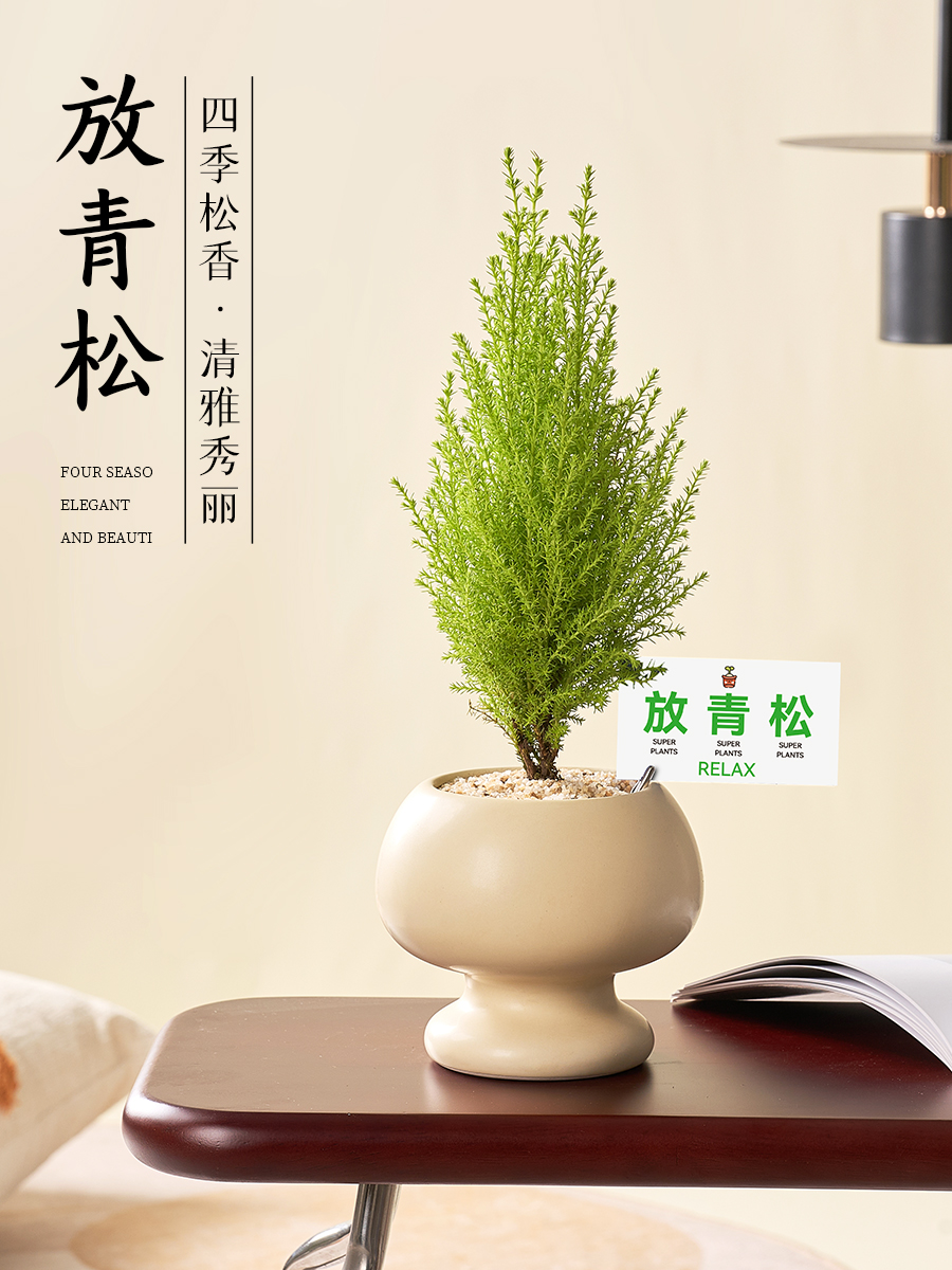 放青松小香松圣诞树盆栽植物办公室内桌面好养易活绿植带挂件摆件