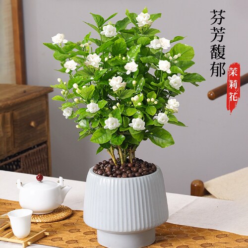 茉莉花盆栽带花苞发货阳台植物花