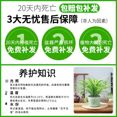 金边吊兰垂吊植物盆栽室内花吸除去甲醛桌面绿植水培好养易活花卉