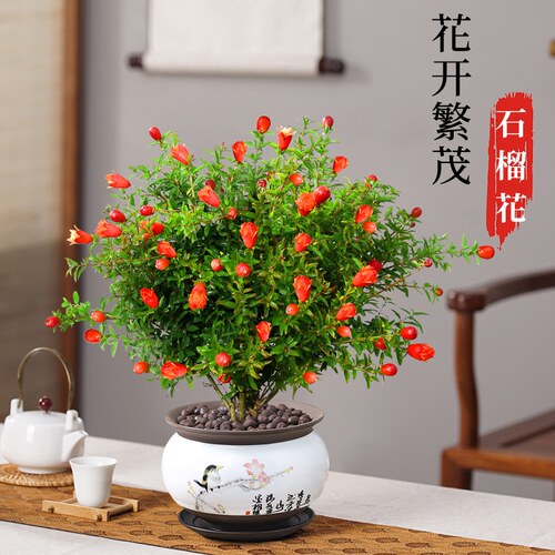 石榴树盆景价格 多少钱