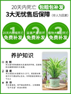 金边吊兰垂吊植物盆栽室内花吸除去甲醛桌面绿植水培好养易活花卉